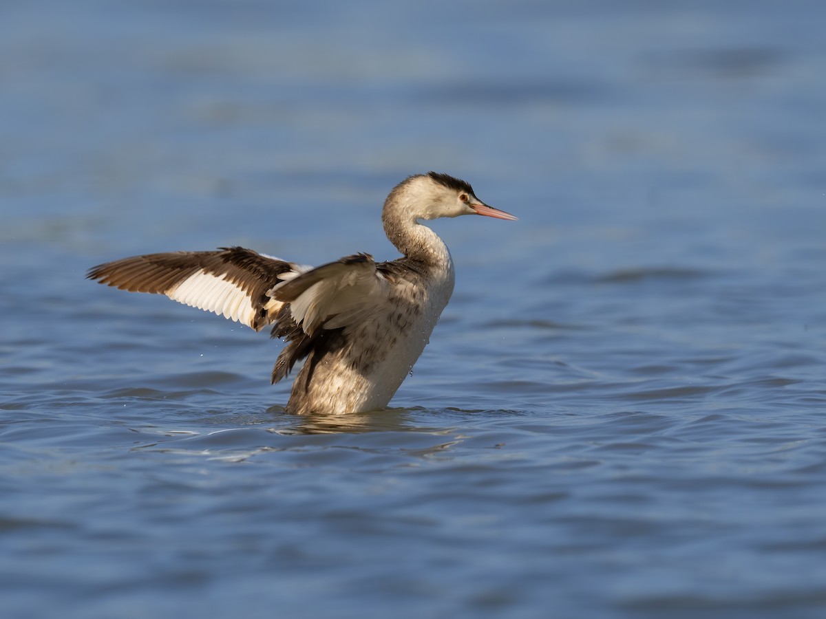 カンムリカイツブリ - ML629804443