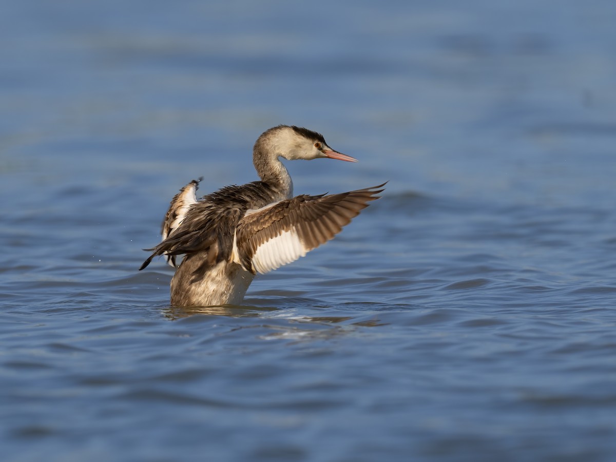 カンムリカイツブリ - ML629804444