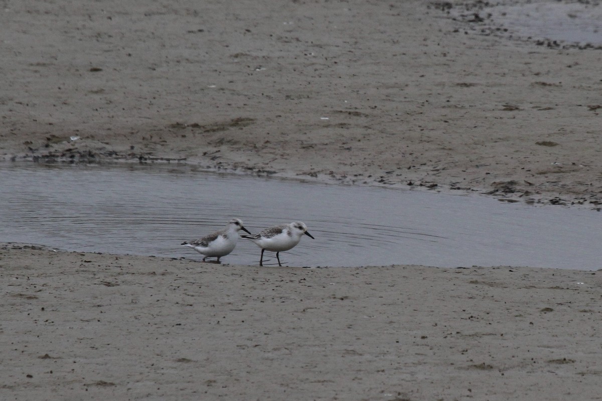 Bécasseau sanderling - ML62980451