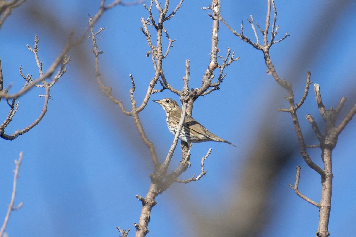 Song Thrush - ML629804664