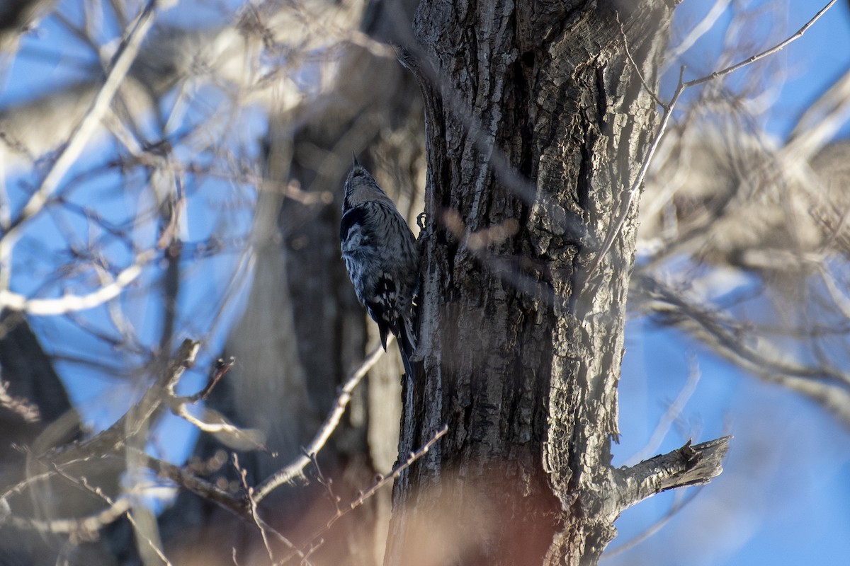 Lesser Spotted Woodpecker - ML629804673