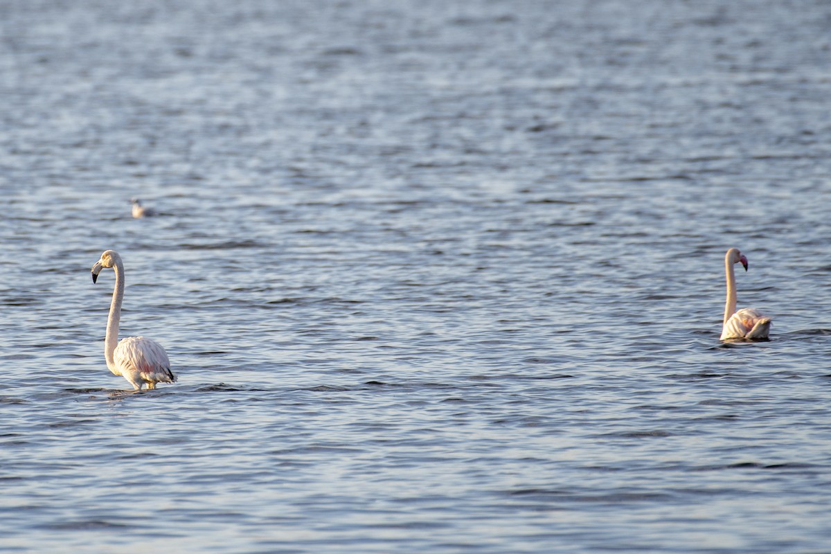 Greater Flamingo - ML629804679