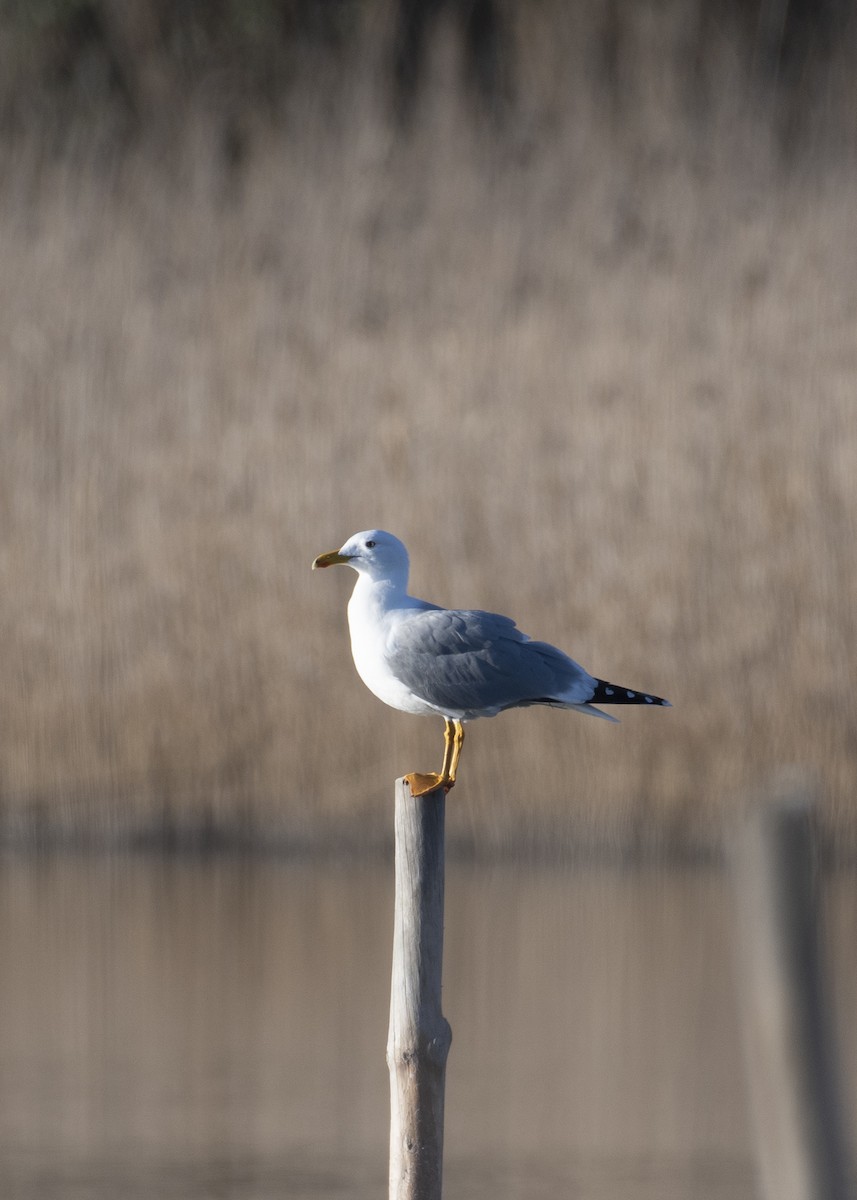 Yellow-legged Gull - ML629804687