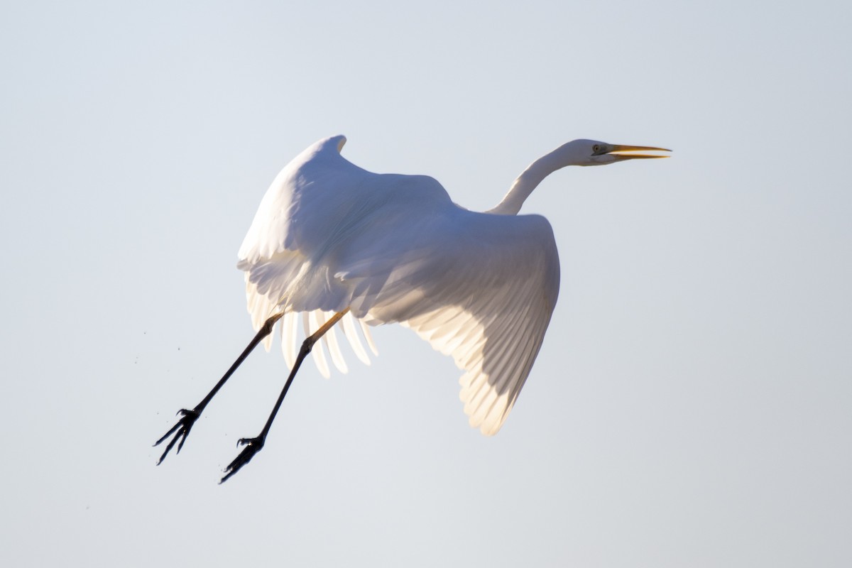 Great Egret - ML629804696