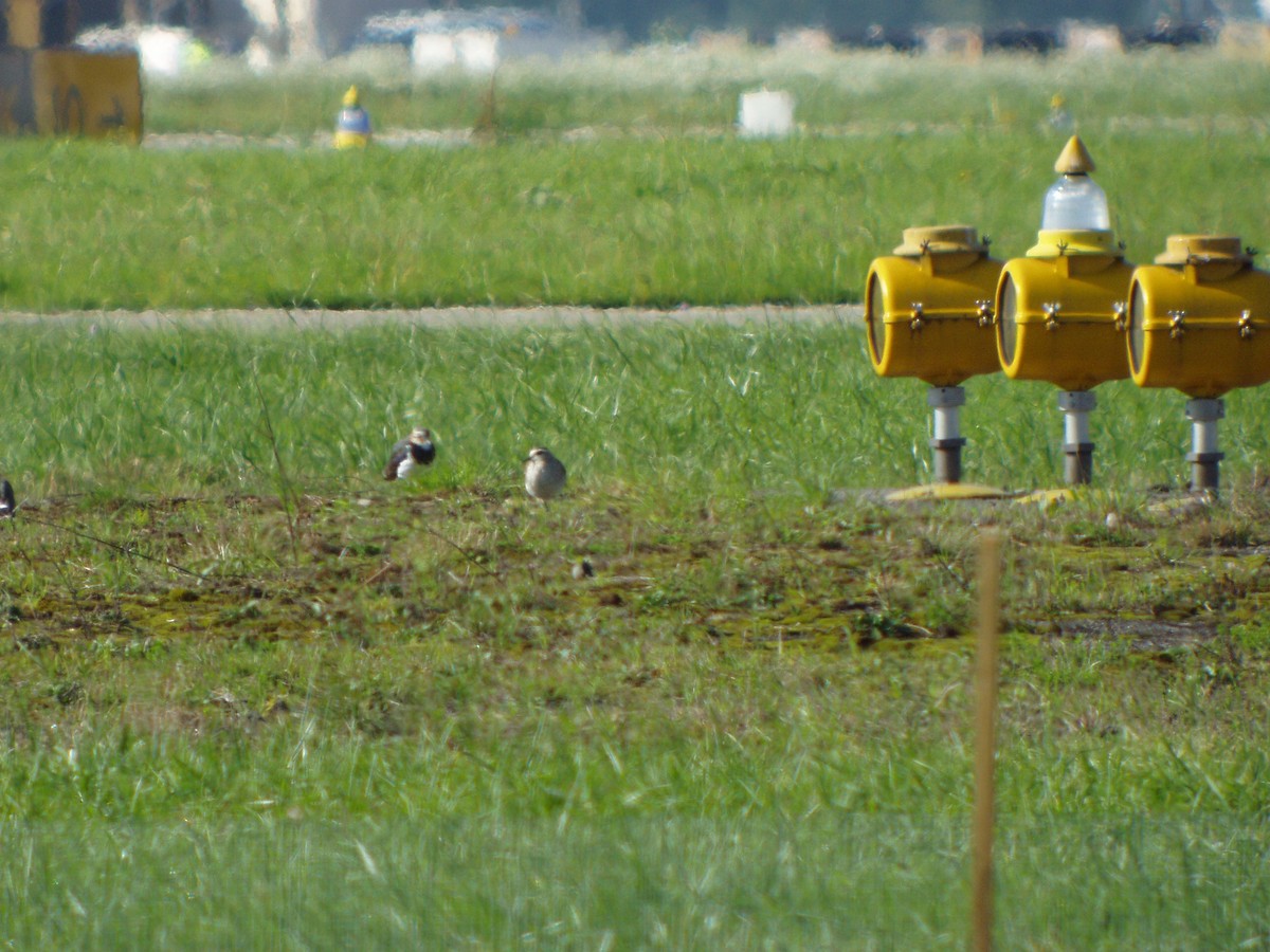 Sociable Lapwing - ML629804697