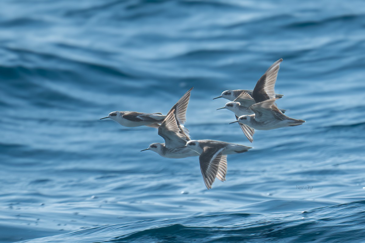 Falaropo beccosottile - ML629804755