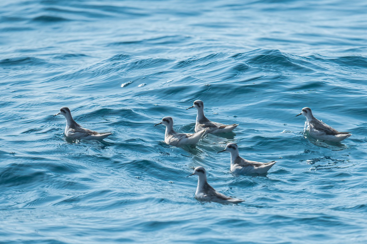 Falaropo beccosottile - ML629804756