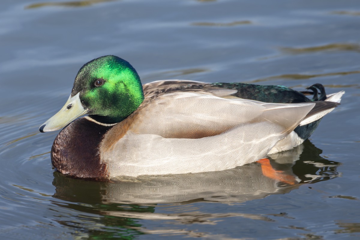 Mallard - ML629804830