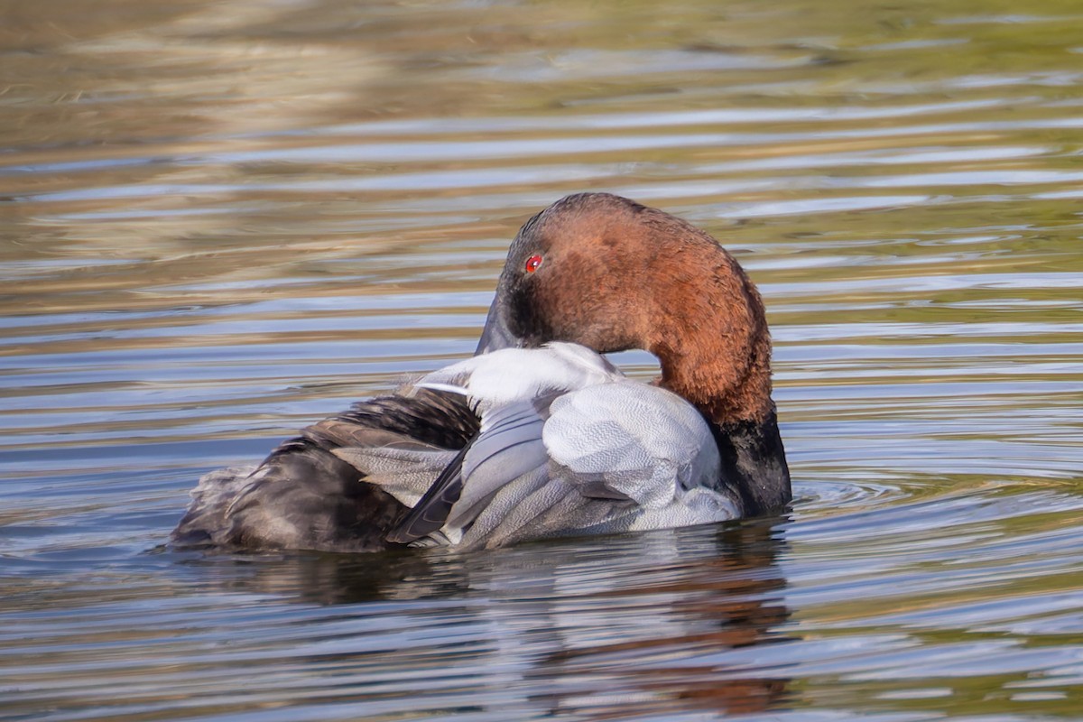 Canvasback - ML629804873