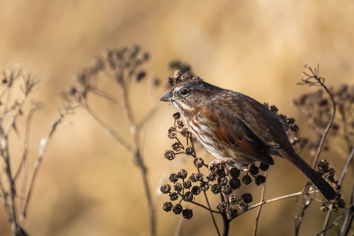 Song Sparrow - ML629804876