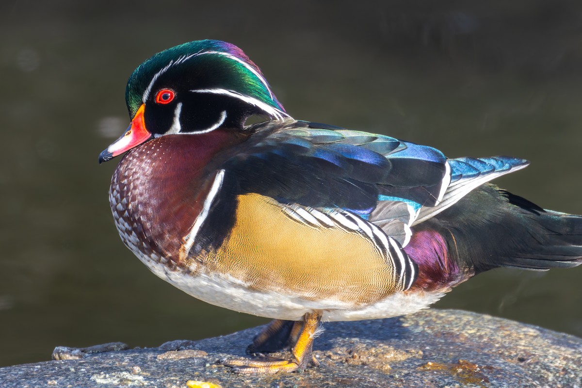 Wood Duck - ML629804909