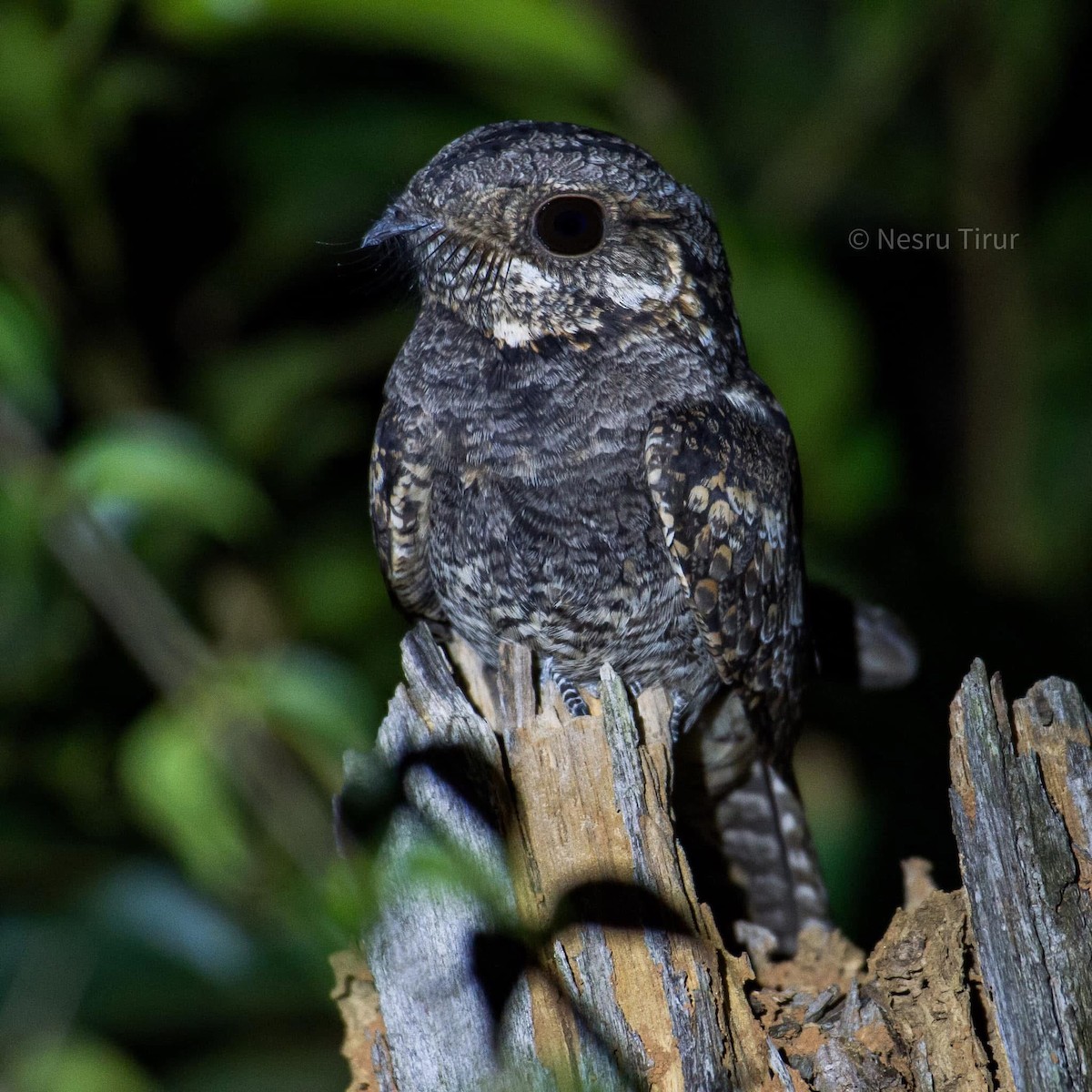 Indian Nightjar - ML629804916