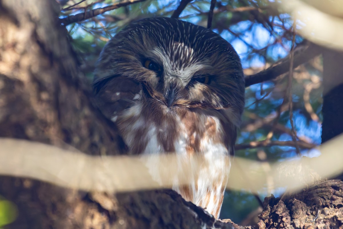 Northern Saw-whet Owl - ML629805005