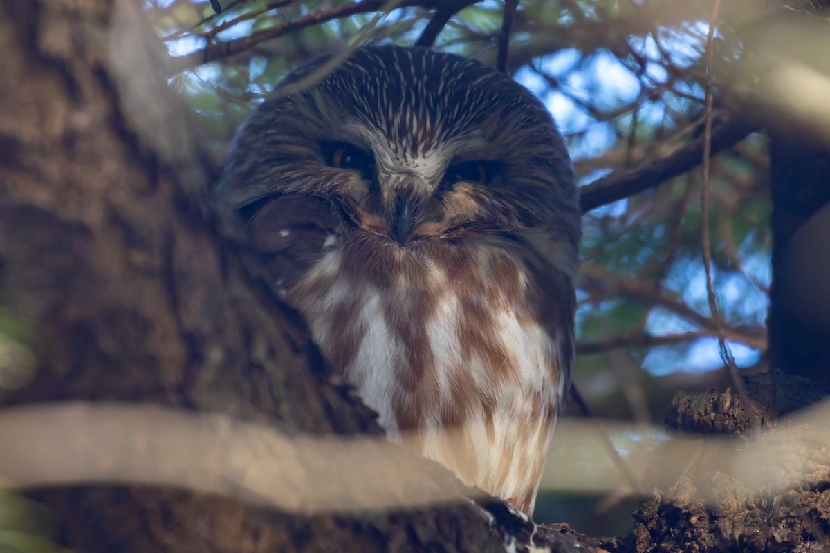 Northern Saw-whet Owl - ML629805006