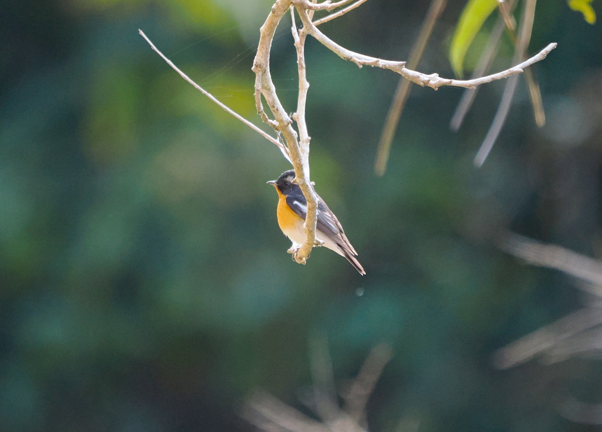 Mugimaki Flycatcher - ML629805346