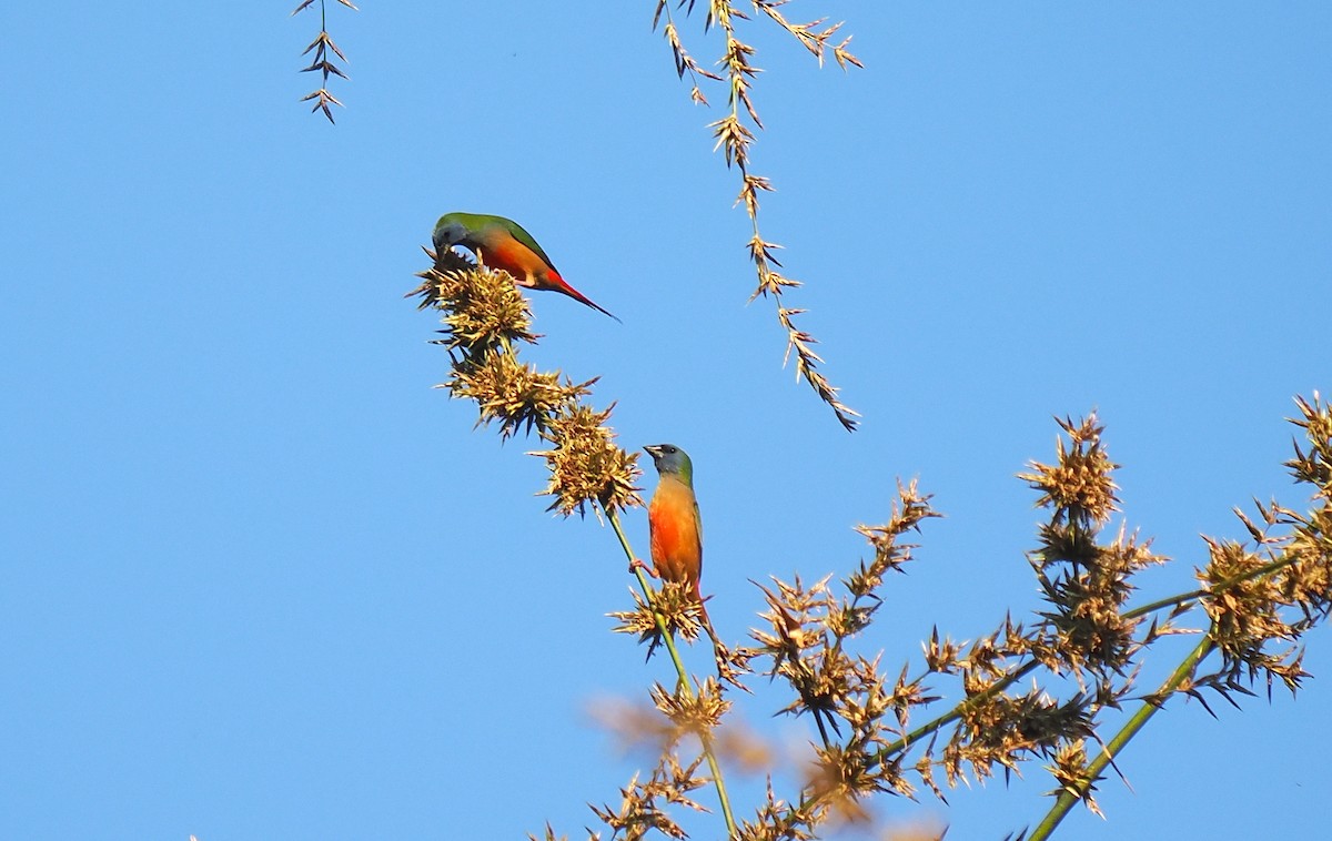 Pin-tailed Parrotfinch - ML629805353