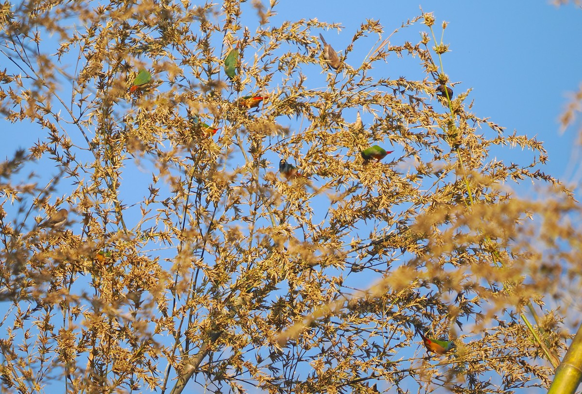 Pin-tailed Parrotfinch - ML629805354