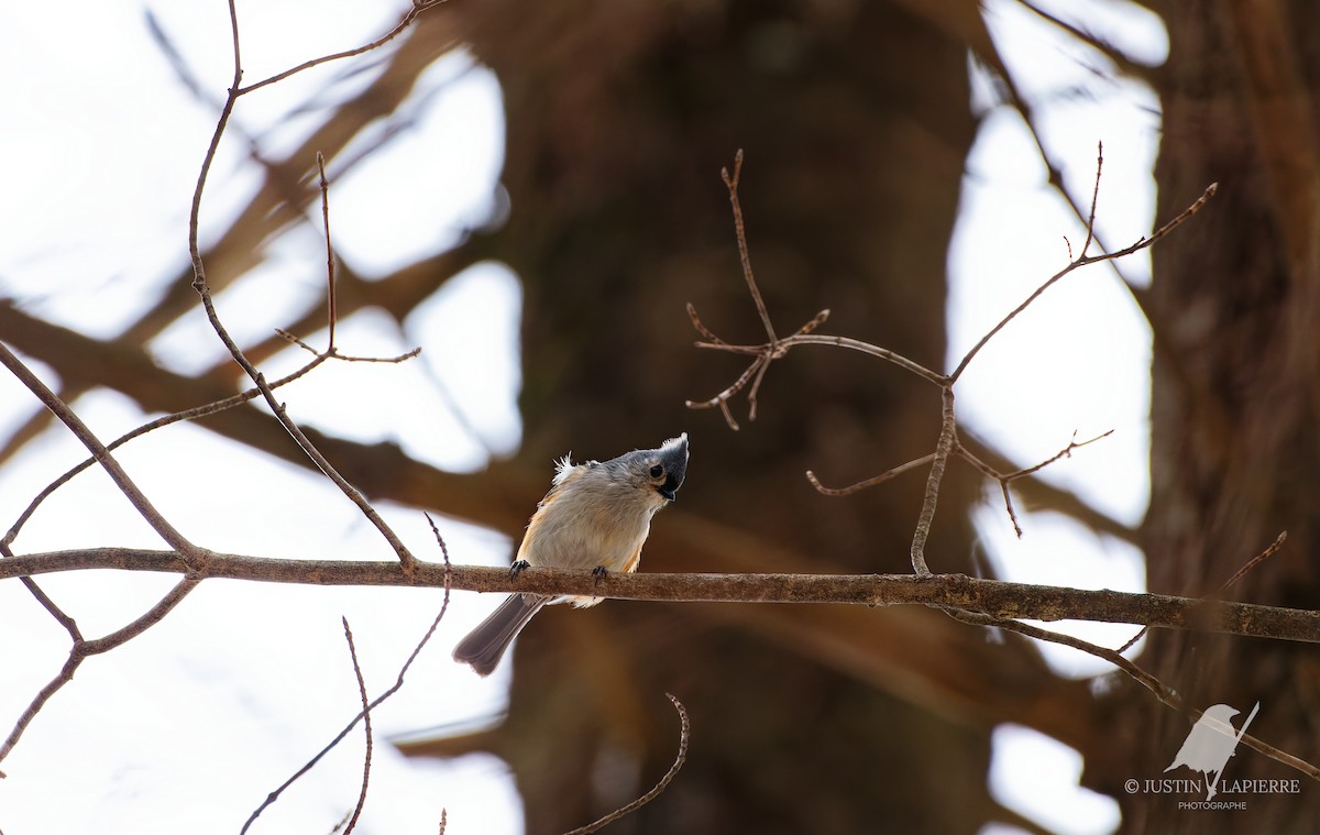 Tufted Titmouse - ML629805388