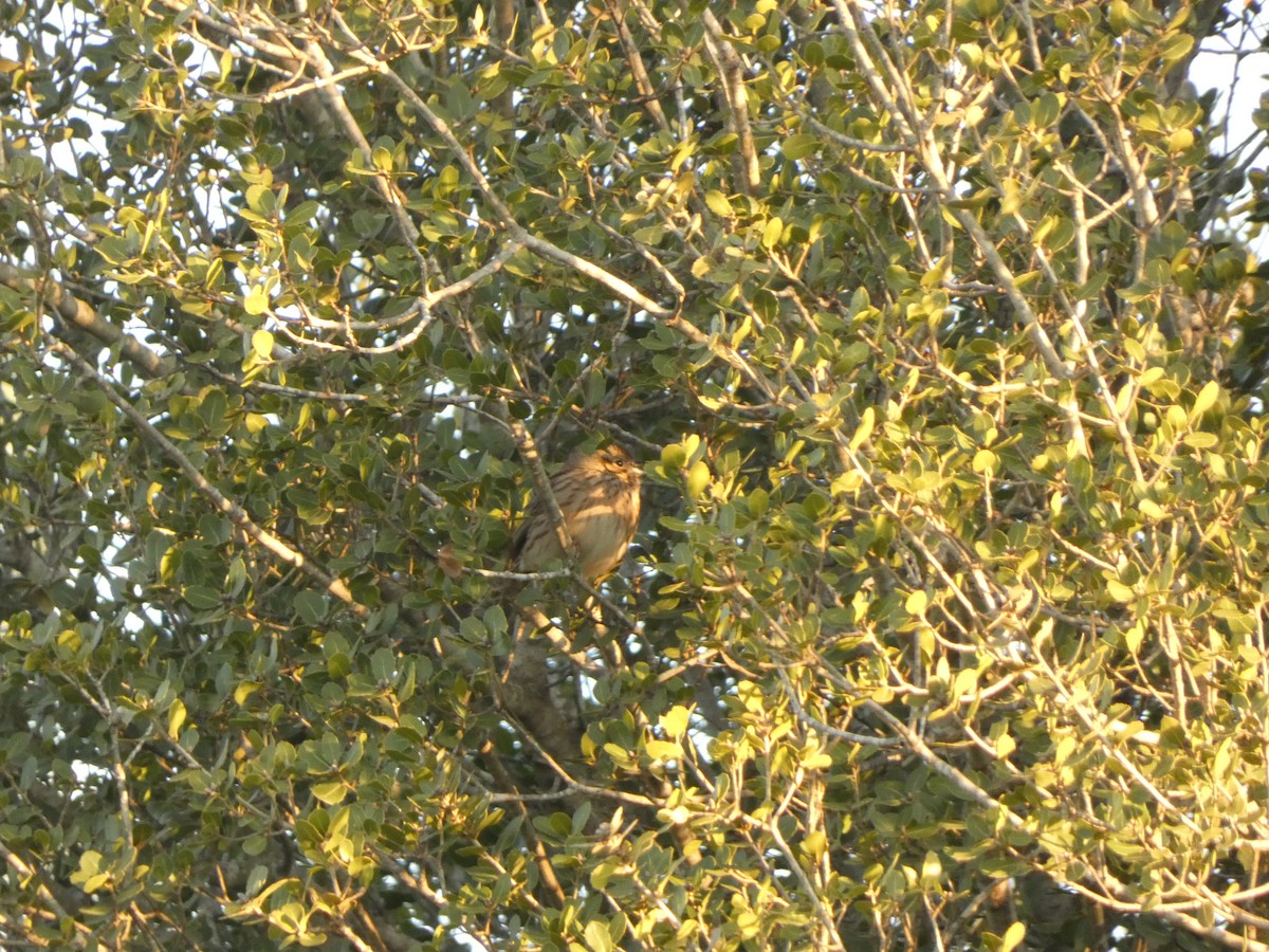 白頭鵐 - ML629805421