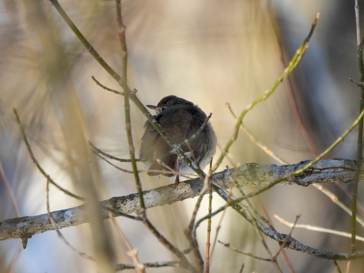 Hermit Thrush - ML629805433
