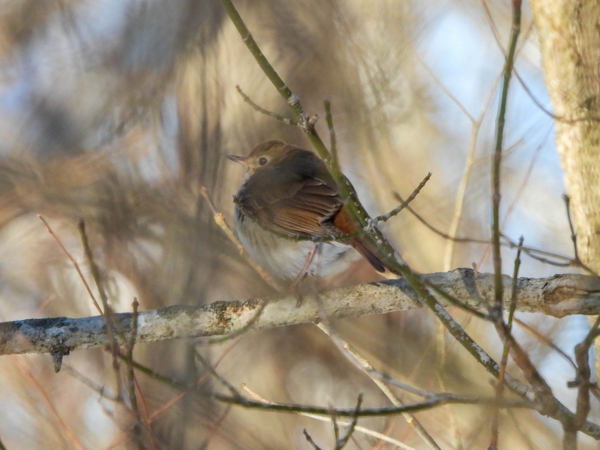 Hermit Thrush - ML629805434