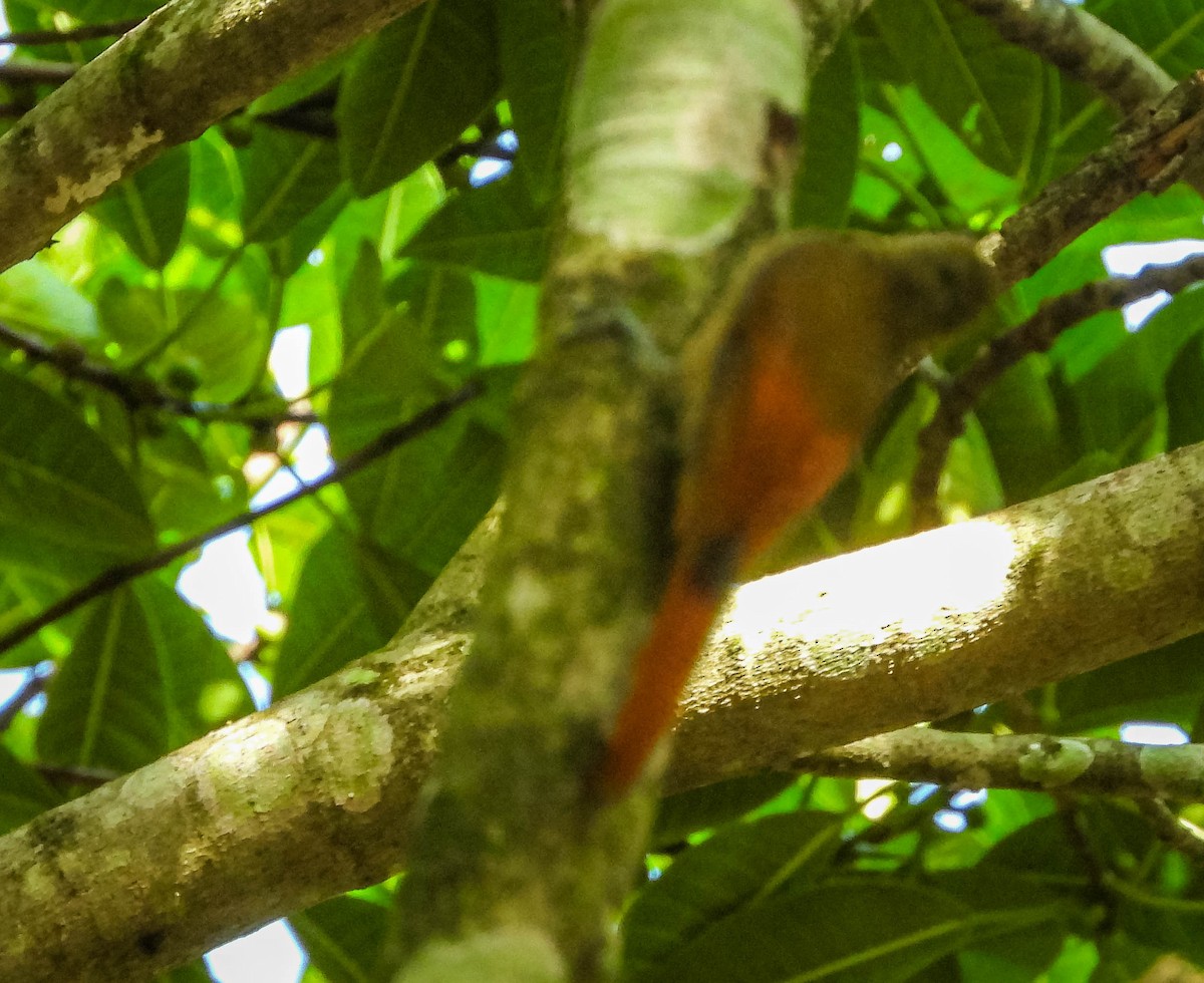 Olivaceous Woodcreeper - ML629805636