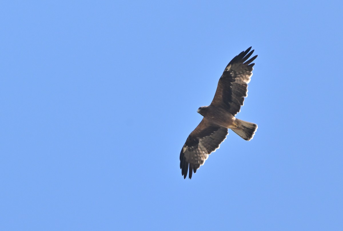 Booted Eagle - ML629805699