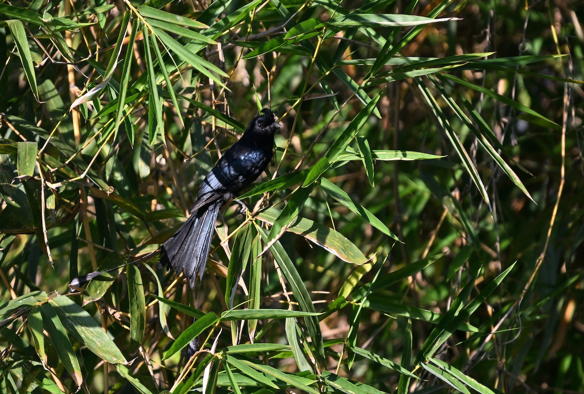 Greater Racket-tailed Drongo - ML629805743