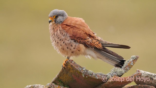 Lesser Kestrel - ML629805989