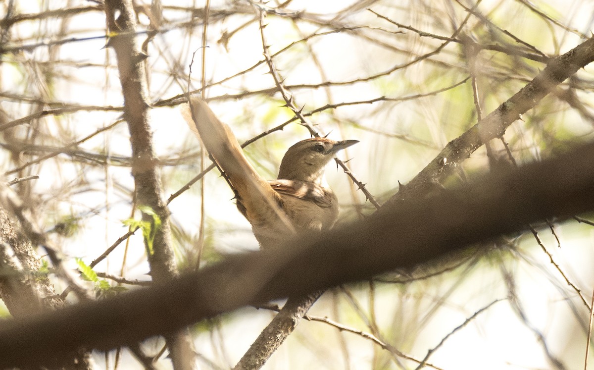 Rufous-fronted Thornbird (Rufous-winged) - ML629806860