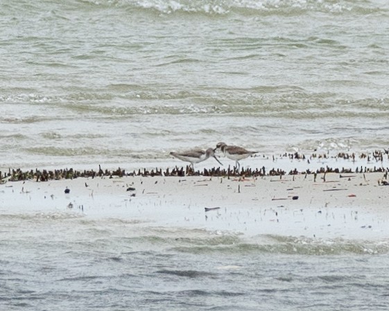 Terek Sandpiper - ML629806867