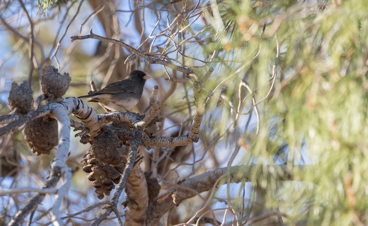 Dark-eyed Junco (Slate-colored) - ML629806917