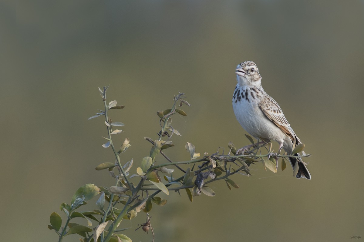 Indian Bushlark - ML629806942