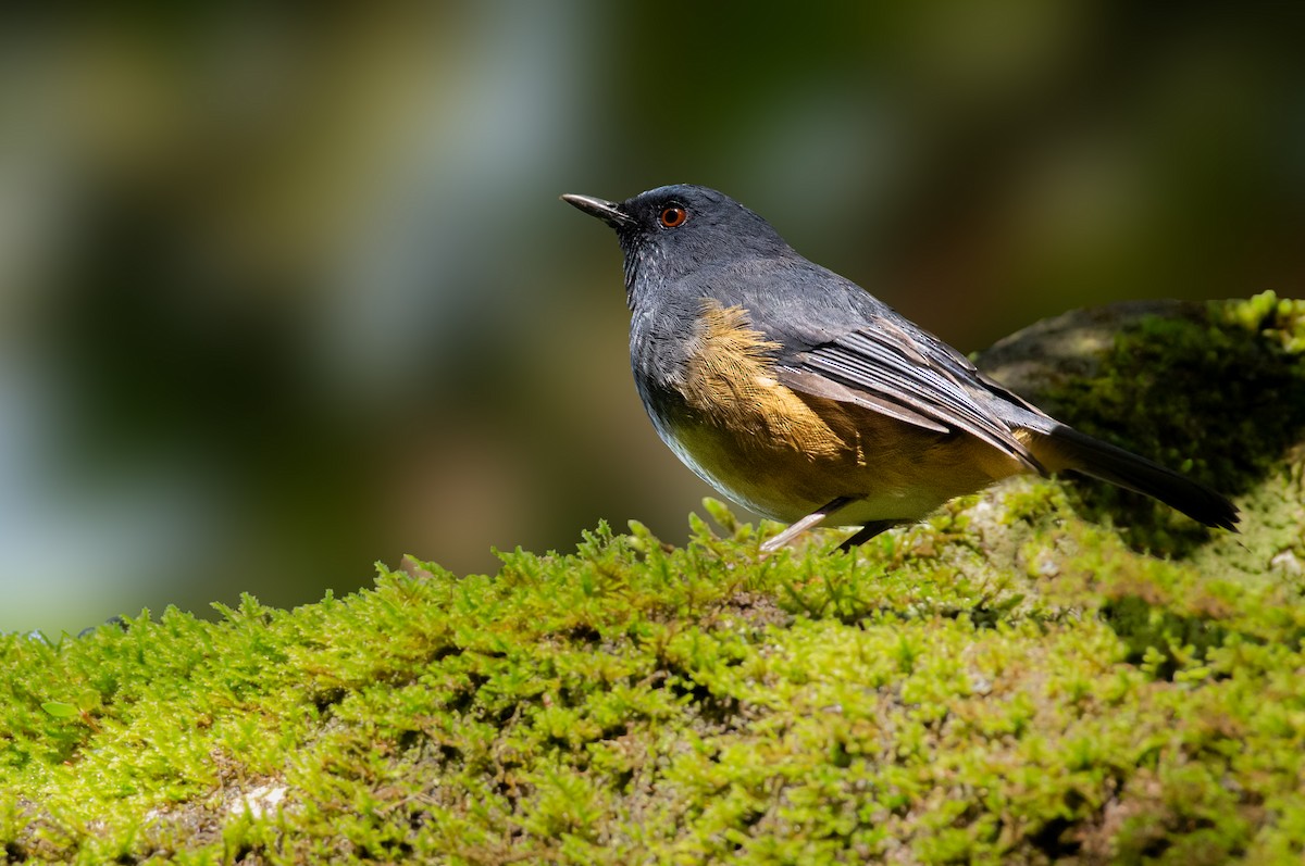 Nilgiri Sholakili - ML629806985