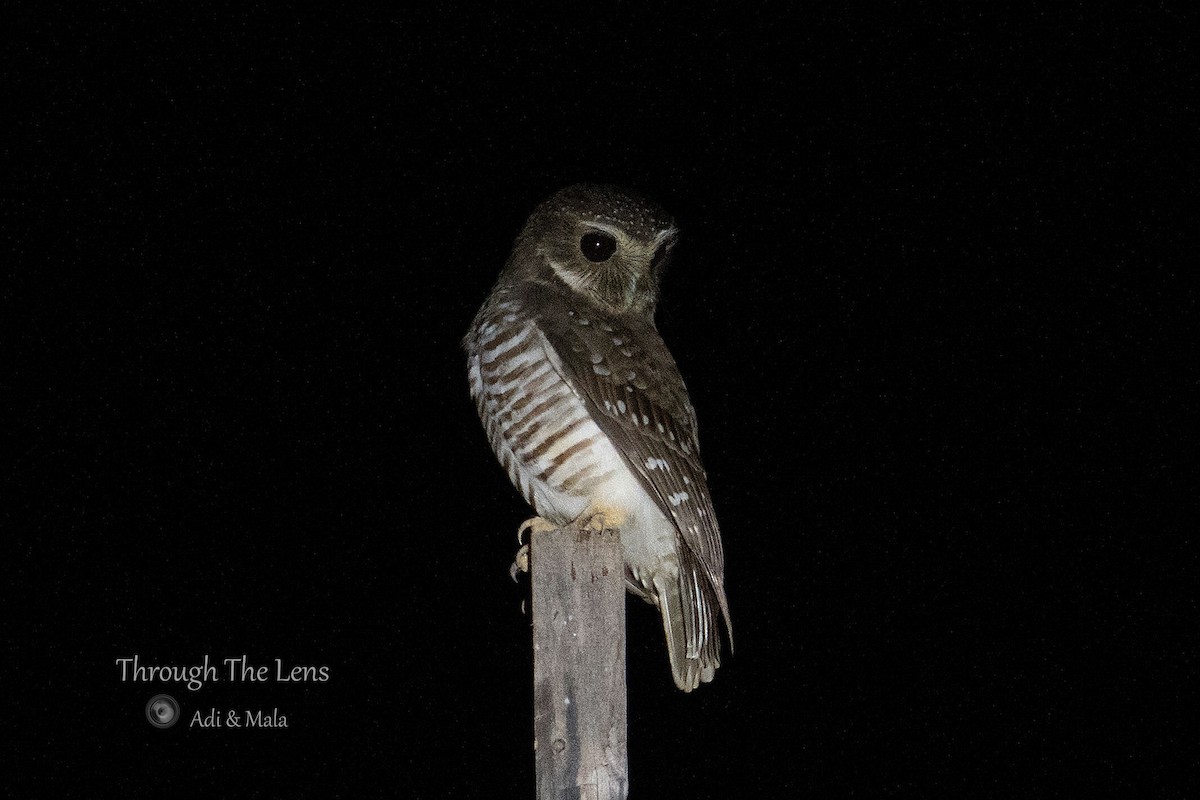 White-browed Owl - ML629807275