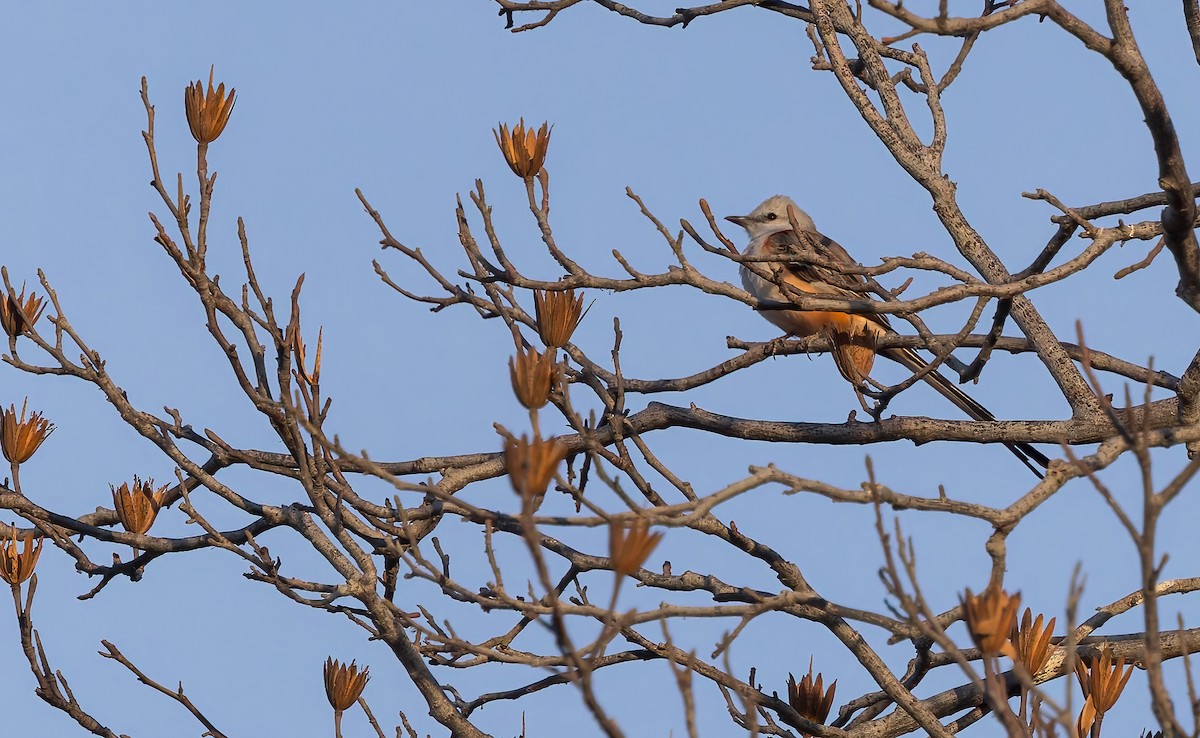 Scissor-tailed Flycatcher - ML629807446