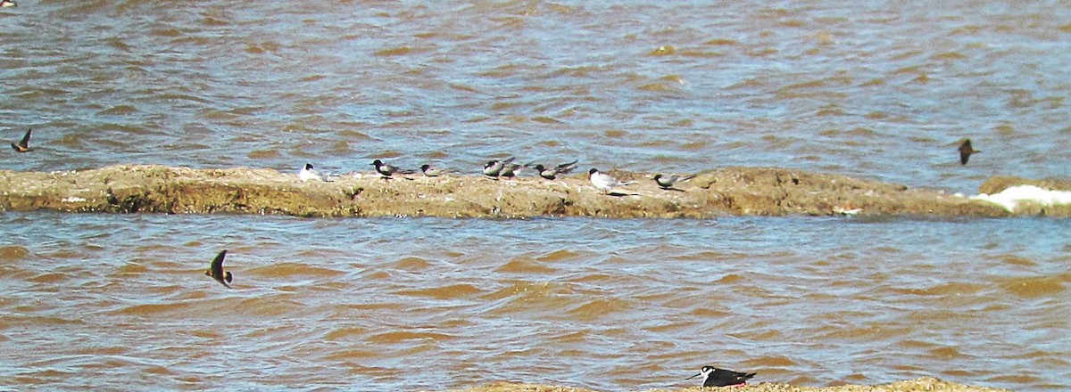 Black Tern - Bryan White