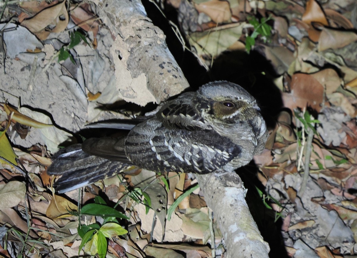 Large-tailed Nightjar - ML629807672