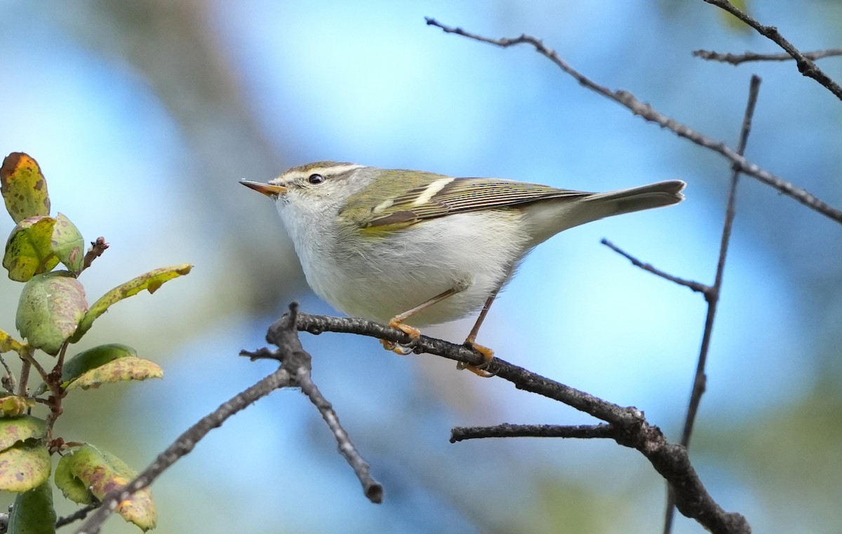 Yellow-browed Warbler - ML629807776