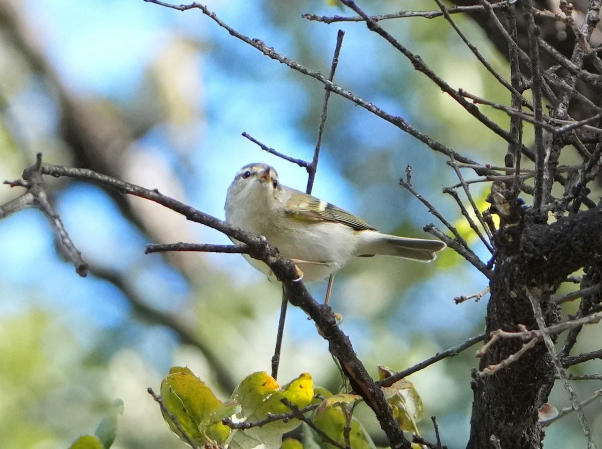 Yellow-browed Warbler - ML629807778