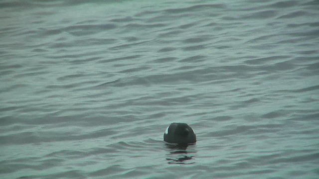 Black Guillemot - ML629808155