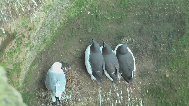 Thick-billed Murre - ML629808277