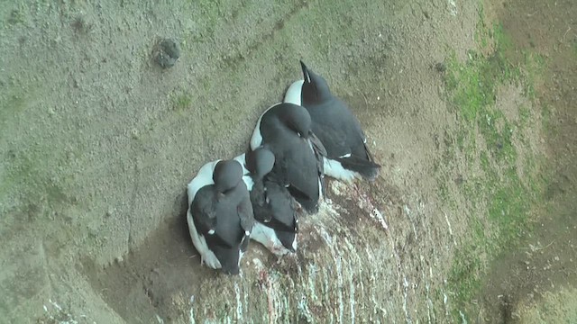 Thick-billed Murre - ML629808278