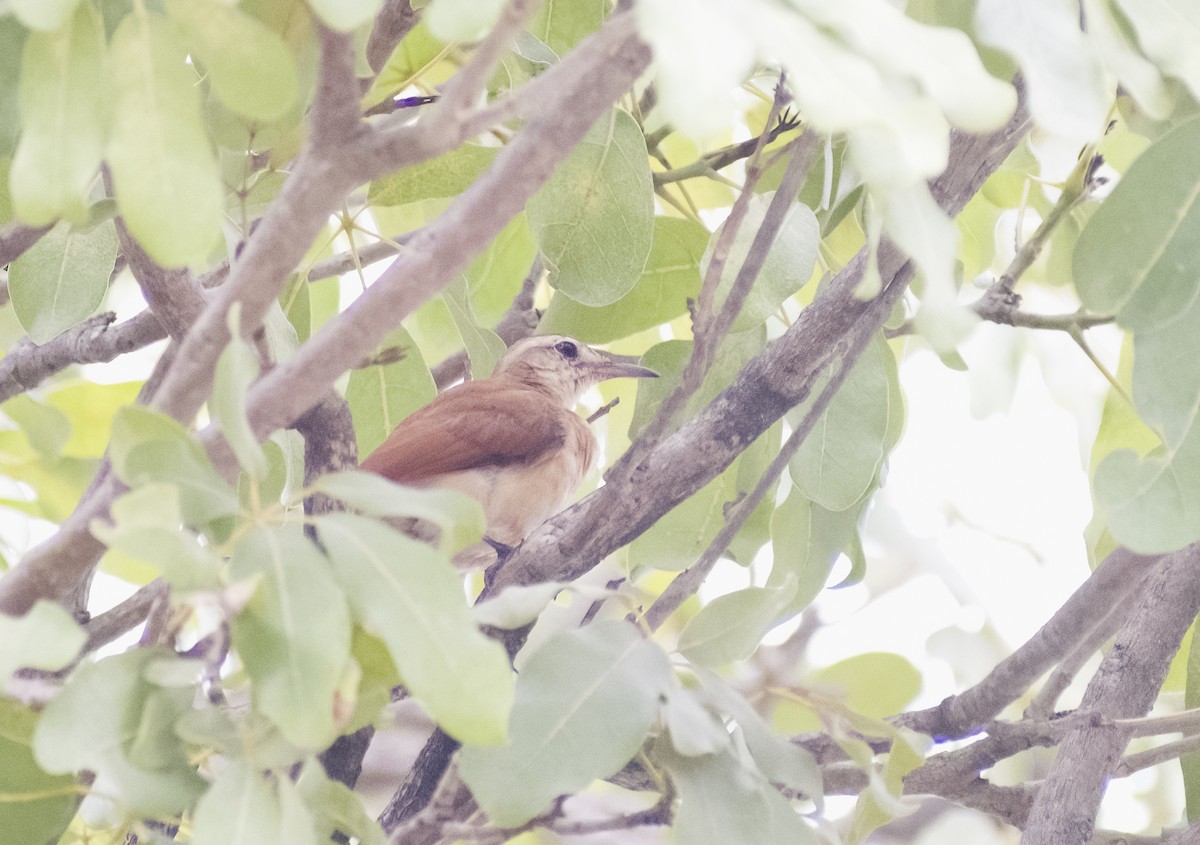 Lesser Hornero - ML629808310