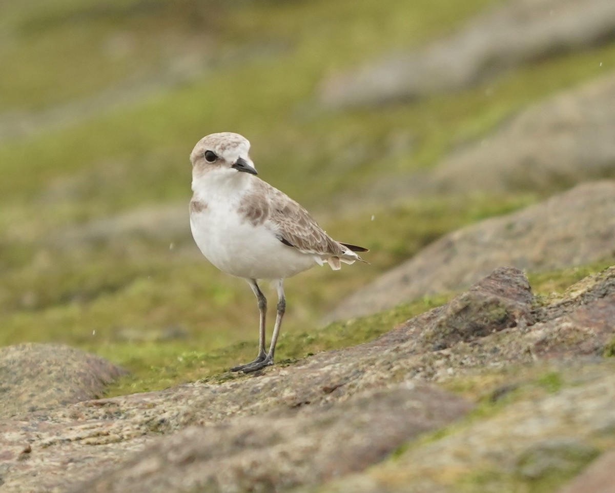 White-faced Plover - ML629808543