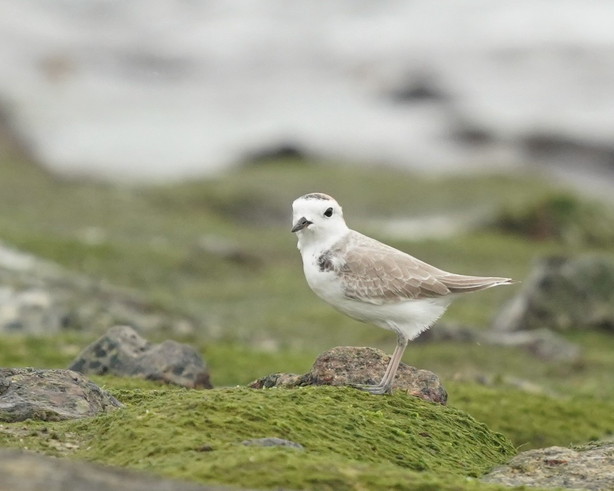 White-faced Plover - ML629808546