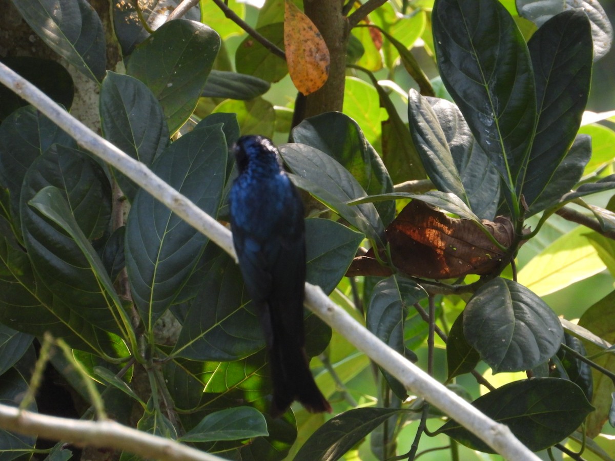 Bronzed Drongo - ML629808656