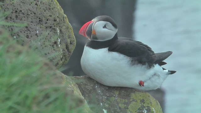 Atlantic Puffin - ML629808937