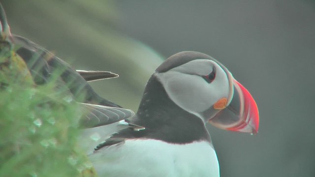 Atlantic Puffin - ML629808938
