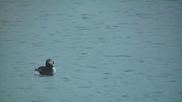 Atlantic Puffin - ML629809022